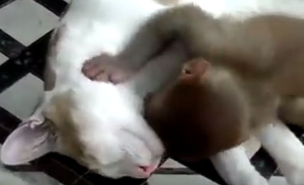 Πώς να κοιμηθείς με μια μαϊμού στο κεφάλι: Η γάτα ξέρει