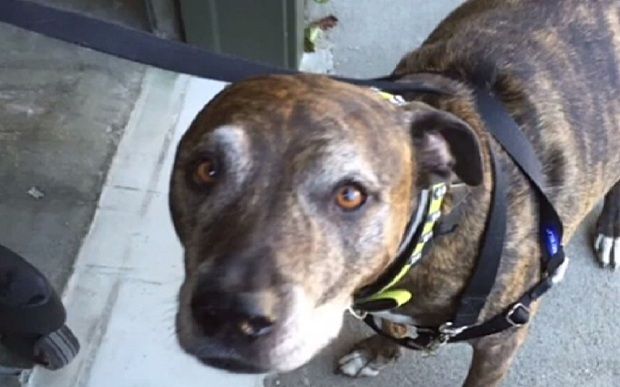 Τράπεζα πάγωσε λογαριασμό άνδρα γιατί θεώρησε τον σκύλο του «τρομοκράτη»