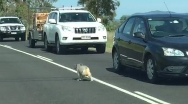 Αναποφάσιστο Κοάλα προκαλεί μίνι μποτιλιάρισμα στην Αυστραλία