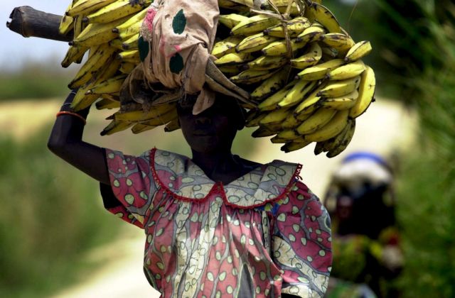 Γενετικά τροποποιημένη μπανάνα «δεν σαπίζει στο ράφι»