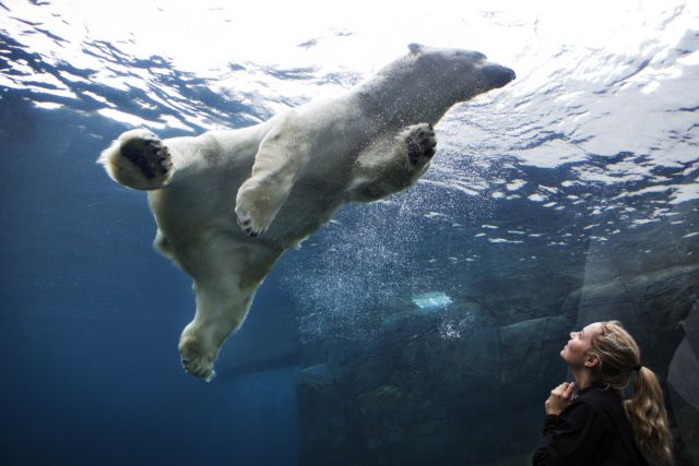 Ο πάγος λιώνει, οι πολικές αρκούδες ξεθεώνονται στο κολύμπι