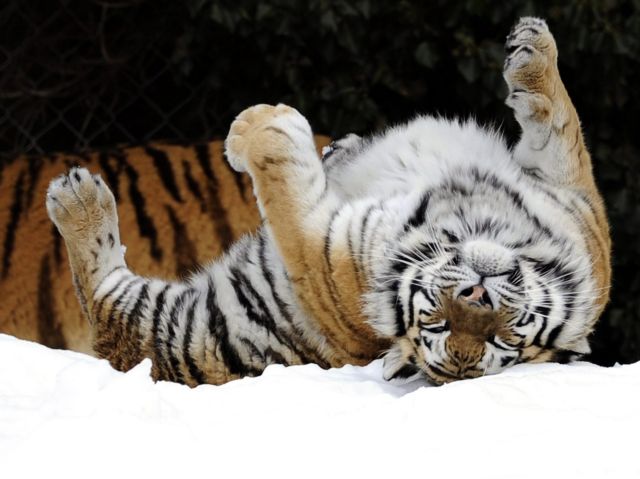 Για πρώτη φορά, ο πληθυσμός των τίγρεων δείχνει να αυξάνεται