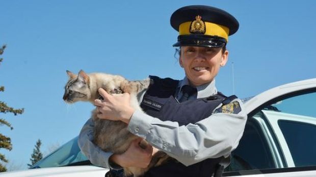 Πρωταπριλιά με αστυνομικές γάτες και υπηρεσίες ταξί χωρίς… οχήματα