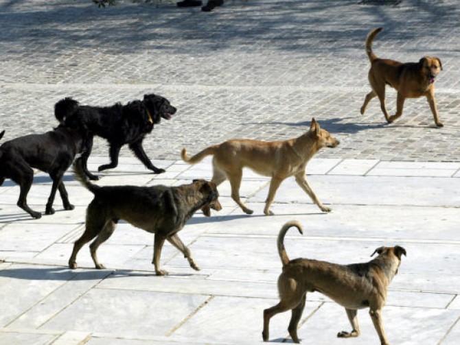 Παγκόσμια Ημέρα Αδέσποτων Ζώων: οι δράσεις του Δ. Αθηναίων