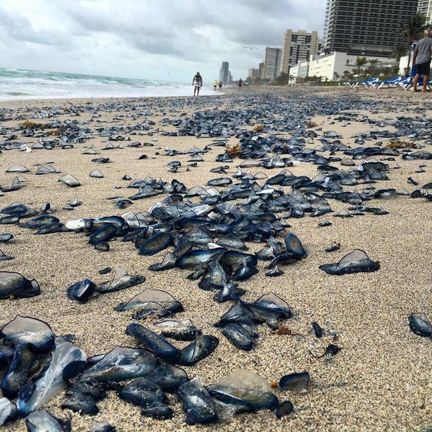 Παραλία στη Φλόριντα έγινε μπλε από την «επέλαση» των μεδουσών