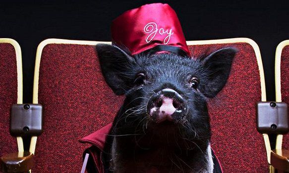 Μασκότ σε κινηματογράφο η Τζόι το γουρουνάκι
