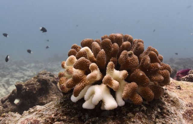 «Νεκρό ή ετοιμοθάνατο» το 50% του Μεγάλου Κοραλλιογενούς Υφάλου