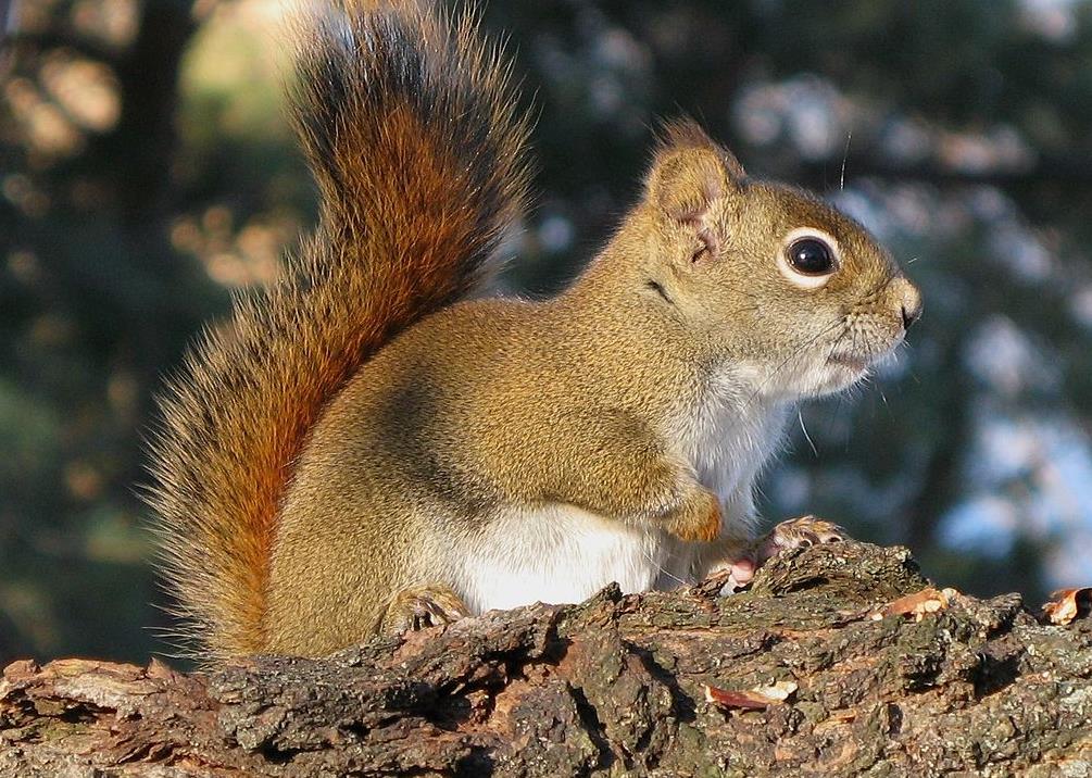 Ακόμα και οι σκίουροι υιοθετούν τα ορφανά
