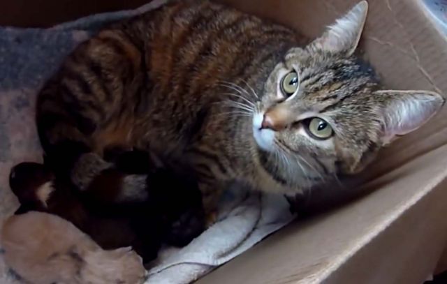 Ορφανό κουταβάκι βρήκε μαμά και είναι γάτα