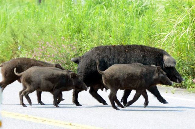 Χιλιάδες ραδιενεργά αγριογούρουνα ρημάζουν τη Φουκουσίμα