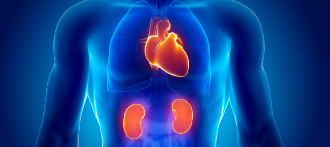 Η προστασία της υγείας της καρδιάς ωφελεί και τους νεφρούς
