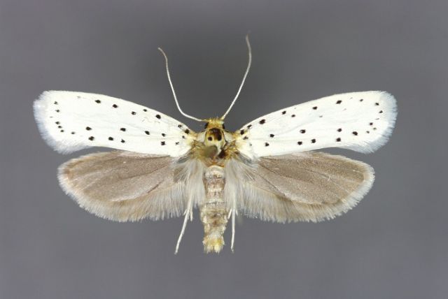 Ο άνθρωπος κάνει τις νυχτοπεταλούδες να αποφεύγουν το φως