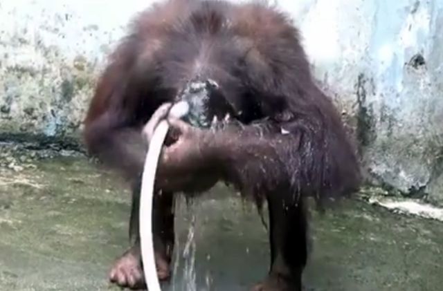 Νεαρός ουραγκοτάγκος παραδίδει μαθήματα σαπουνίσματος