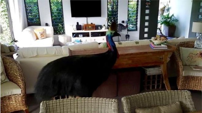 Kαι τι μπορεί να κάνεις όταν ένας… καζουάριος έρχεται επίσκεψη;