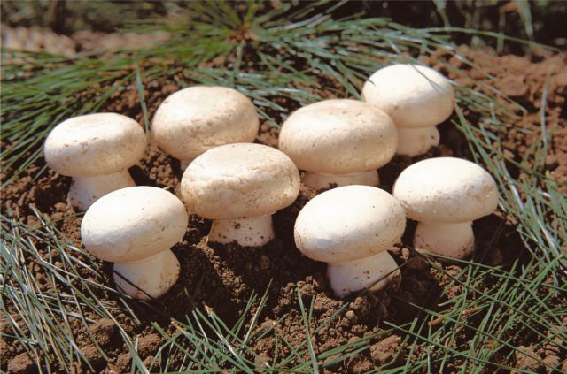 Πώς ένα «μεταλλαγμένο» μανιτάρι απέφυγε το ρυθμιστικό πλαίσιο των ΗΠΑ