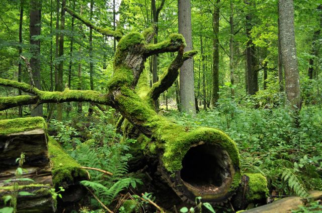 Σχέδιο υλοτομίας απειλεί το «τελευταίο αρχέγονο δάσος της Ευρώπης»