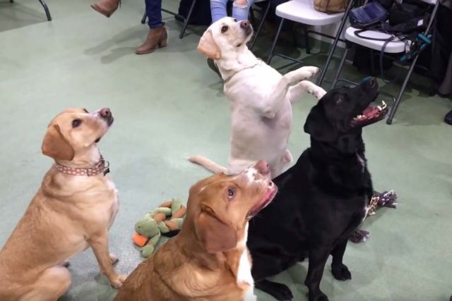 Τετράποδο reunion: Κουταβο-οικογένεια συναντιέται τέσσερα χρόνια μετά