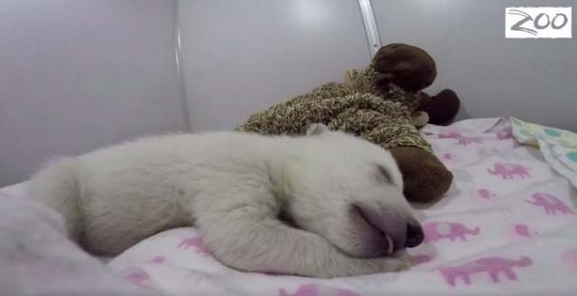 Πολικό αρκουδάκι βλέπει όνειρα και λιώνει καρδιές