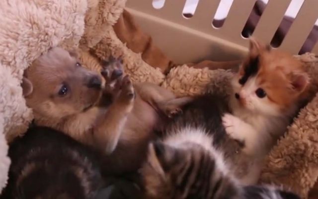 Νεογέννητο κουταβάκι έχει μια υπέροχη γατοοικογένεια