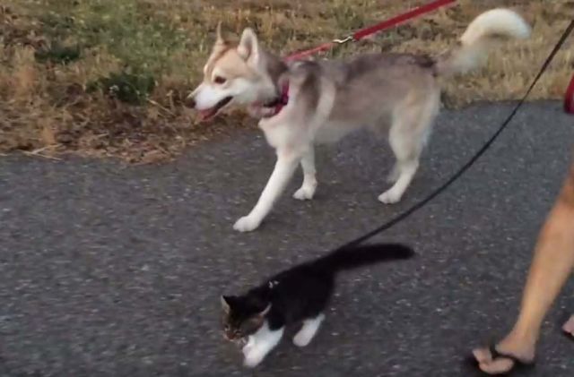 Η ψιψίνα Ρόουζι βγαίνει βόλτα παρέα με τους σκύλους
