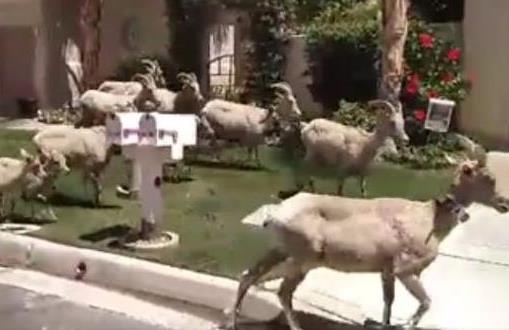 Πεινασμένα κατσίκια εισβάλουν σε γειτονιά της Καλιφόρνια