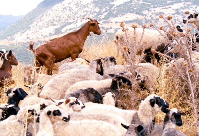 Κλοπή στην Καρδίτσα: Τα αιγοπρόβατα έμειναν χωρίς κουδούνια