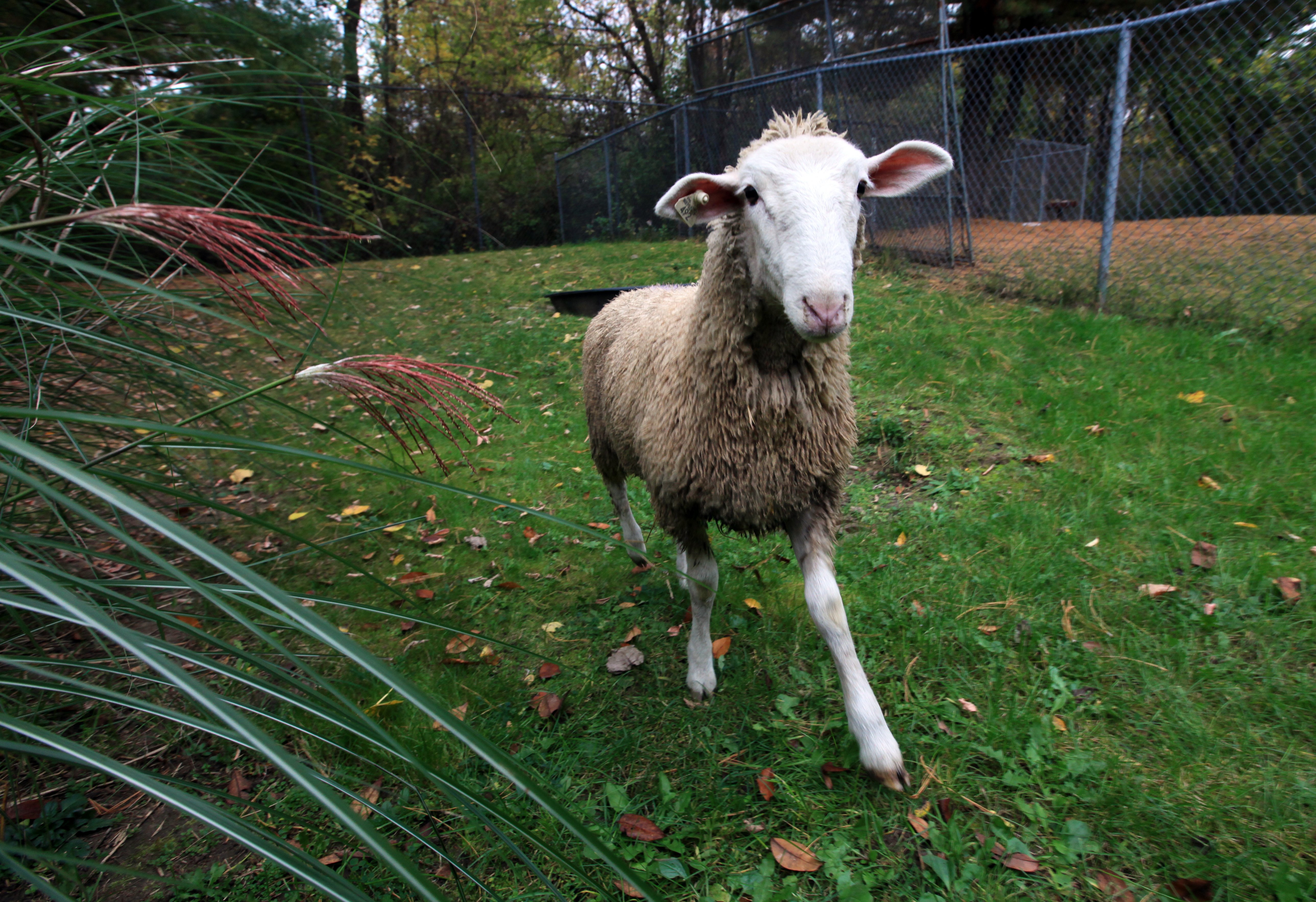 Ουαλία: Τα πρόβατα μαστούρωσαν και το έριξαν στις ζημιές