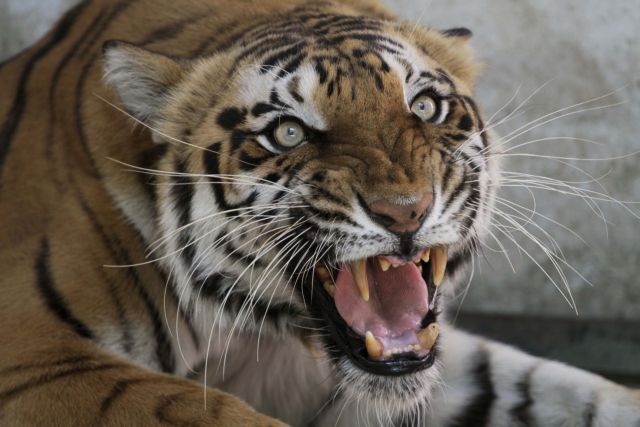 Συναγερμός ωρών σε ολλανδικό χωριό για δύο τίγρεις που είχαν δραπετεύσει