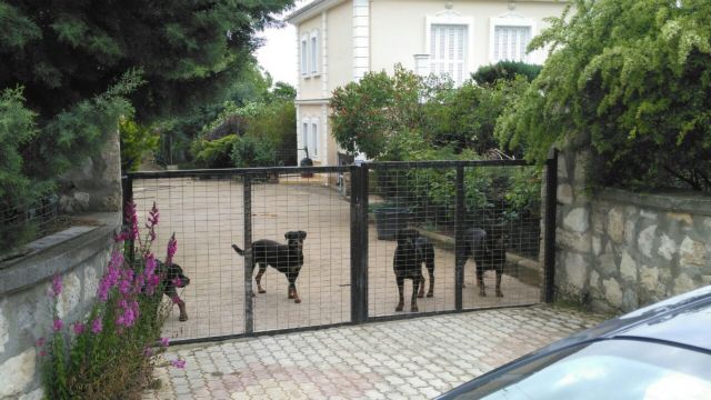 Ποινική δίωξη κατά του ιδιοκτήτη των σκύλων που σκότωσαν 5χρονο