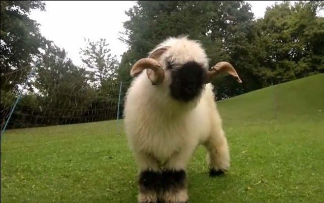 Άρθουρ ο μαυρομύτης: Ένα αξιαγάπητο ελβετικό πρόβατο