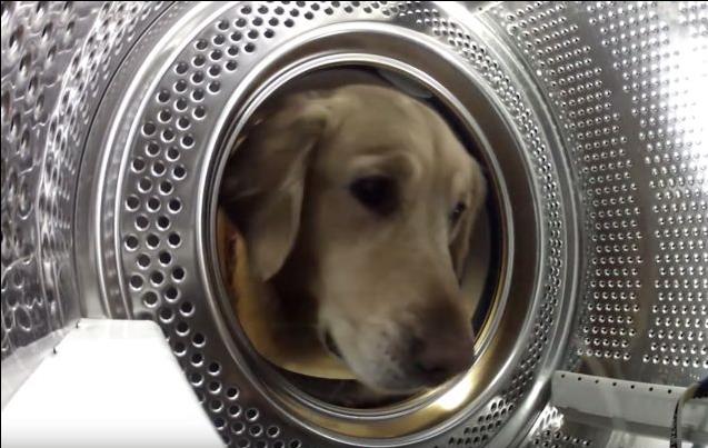 Golden Retriever σώζει το αρκουδάκι του από το πλυντήριο