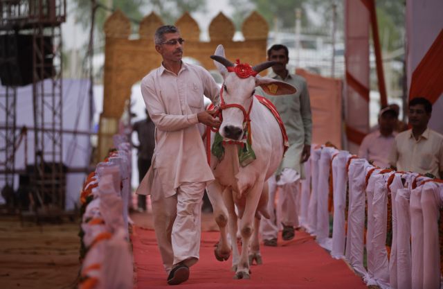 Αγελάδες και ταύροι κάνουν πασαρέλα στην Ινδία
