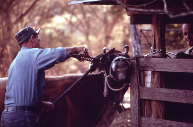 Φιλόζωοι γενετιστές δημιουργούν αγελάδες χωρίς κέρατα
