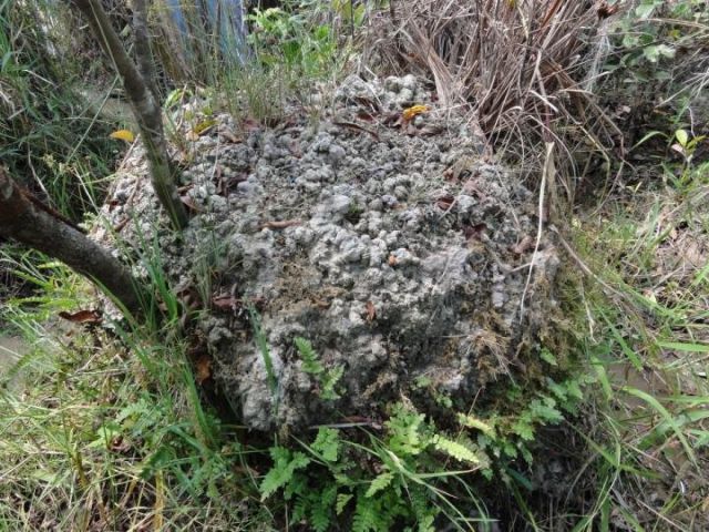 Μυστηριώδεις λοφίσκοι στη Νότιο Αμερική χτίστηκαν από γεωσκώληκες