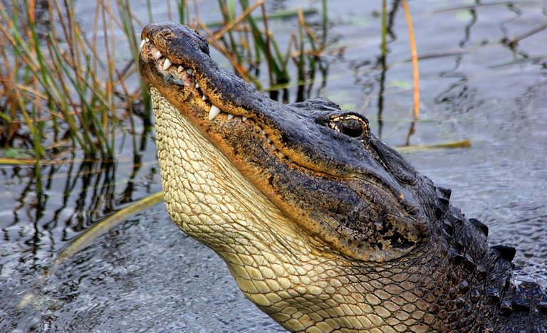Ξέφυγε από την αστυνομία, τον δάγκωσε αλιγάτορας
