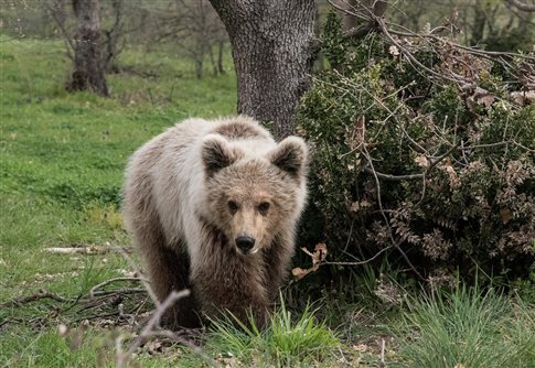 Δύσκολη η ζωή για τον αρκούδο Πάτρικ, ο οποίος γύρισε στο Καταφύγιο