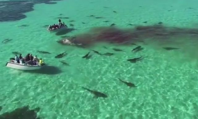 Δραματικό βίντεο δείχνει δεκάδες καρχαρίες να κομματιάζουν φάλαινα