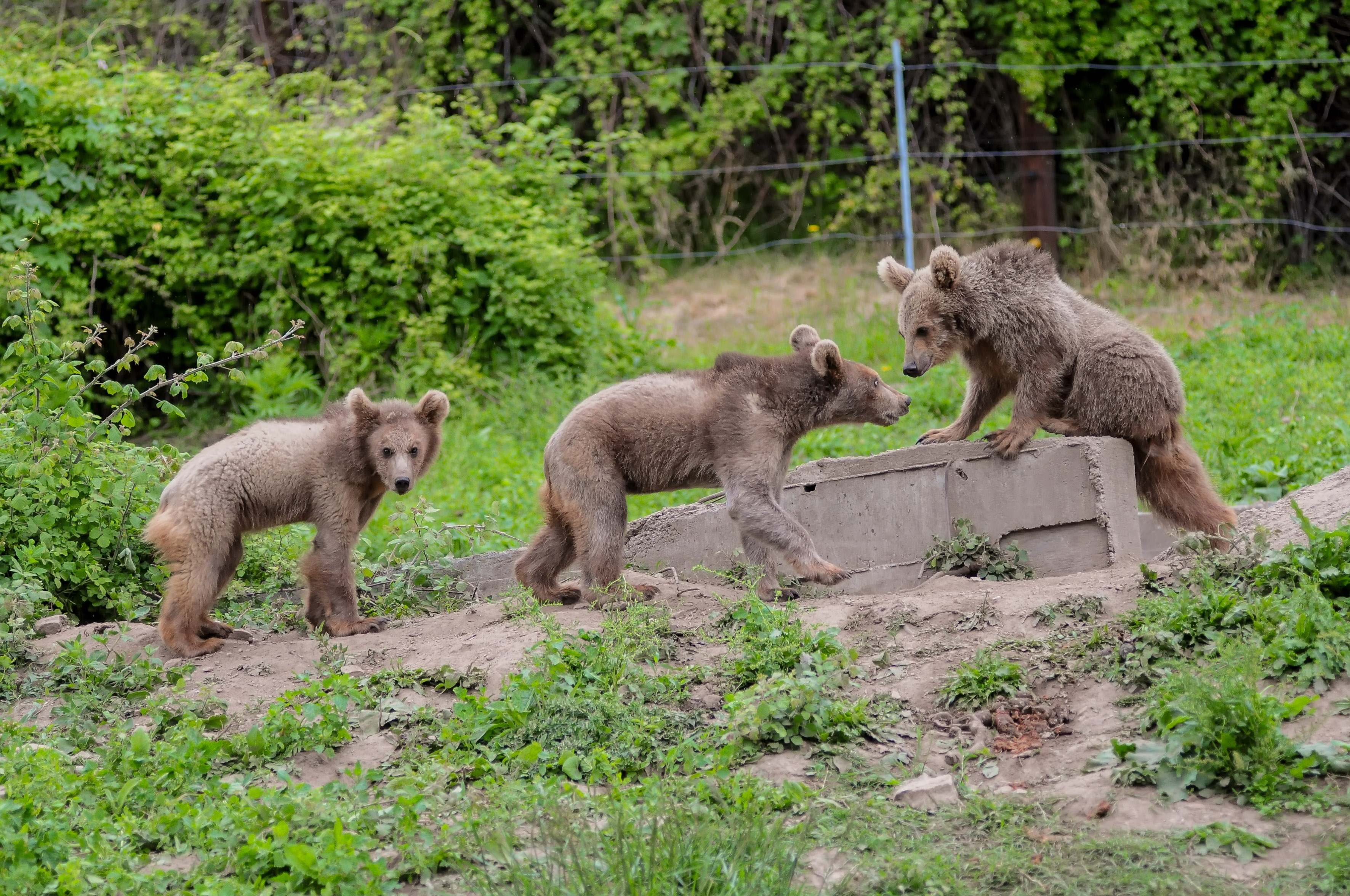 Tρία αρκουδάκια και πέντε λύκοι φιλοξενούνται από τον «Αρκτούρο»
