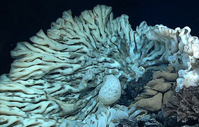 Ο μεγαλύτερος σπόγγος του κόσμου ίσως είναι και το μακροβιότερο ζώο