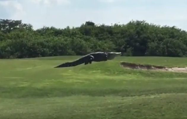 Κροκόδειλος (αληθινός) 4,5 μέτρων η μασκότ σε γήπεδο του γκολφ