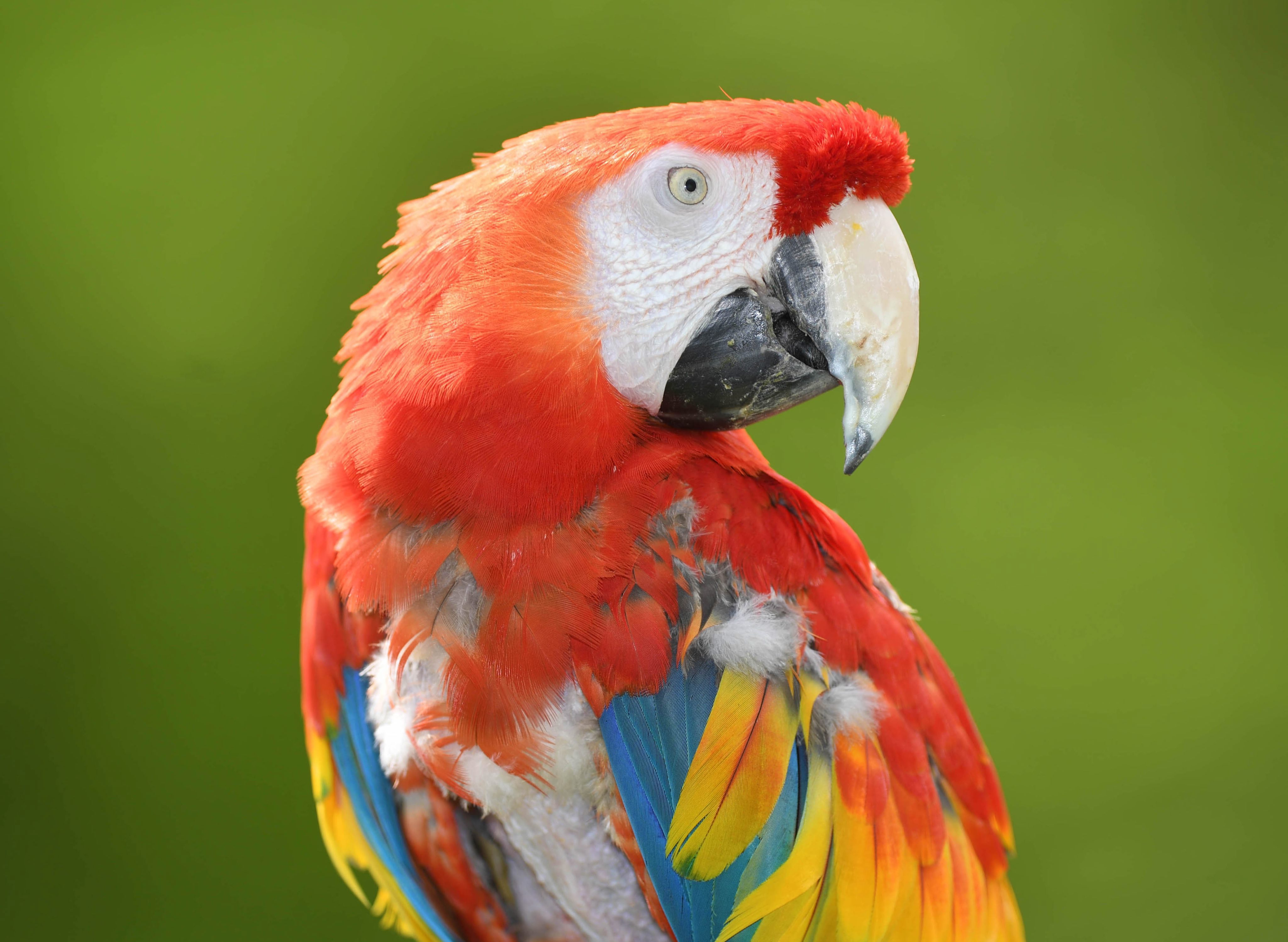 ΗΠΑ: Δικαστήριο εξετάζει εάν παπαγάλος θα… «κελαηδήσει» τον δολοφόνο