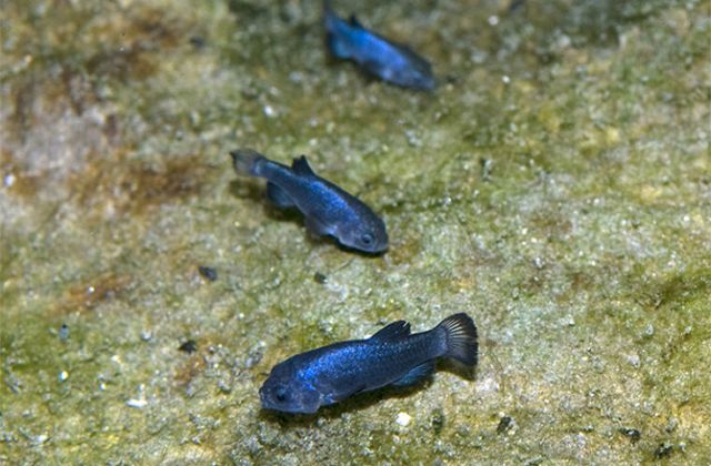 Το απίθανο ψάρι που ζει στην έρημο εδώ και 60.000 χρόνια