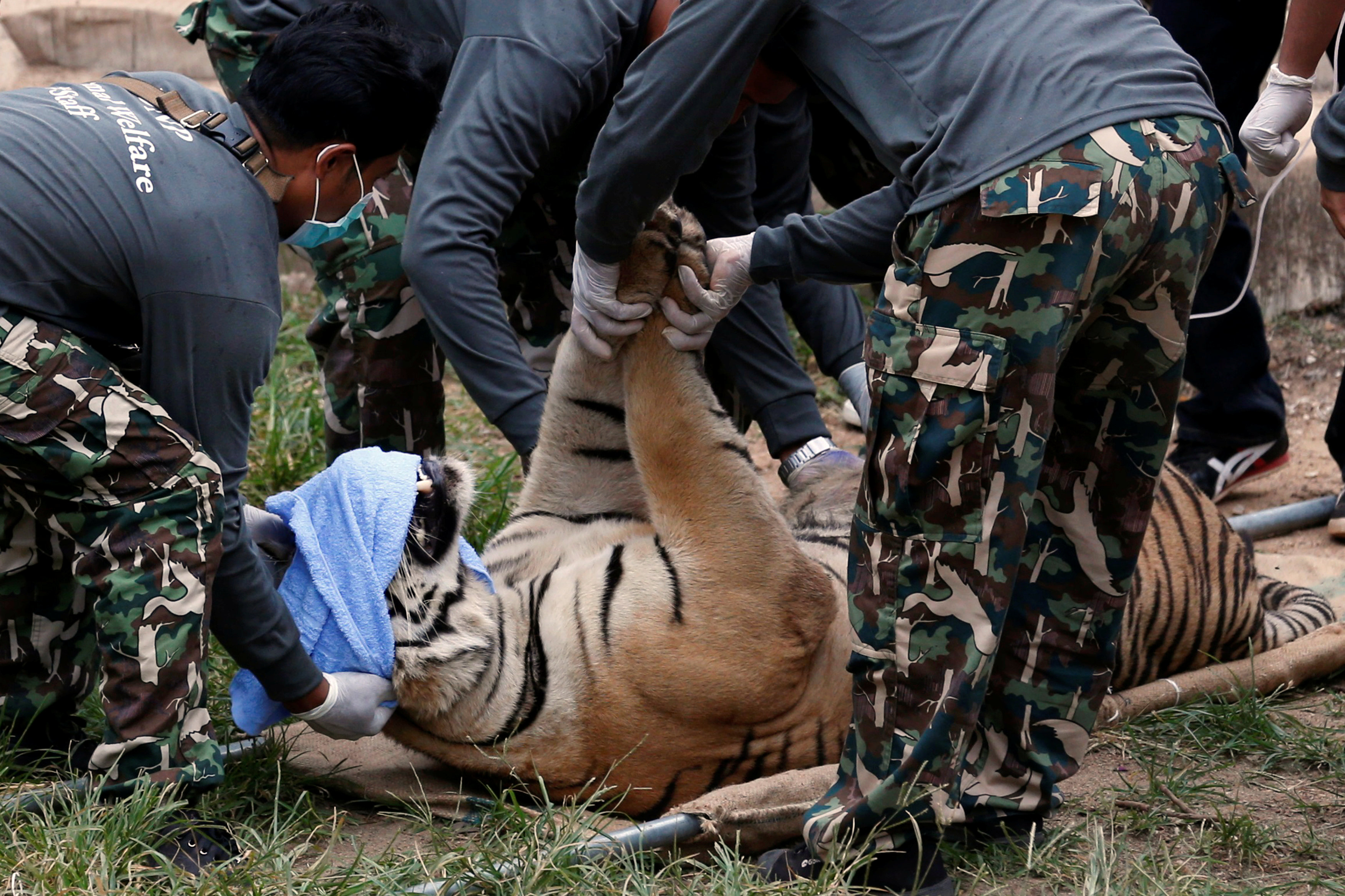 Δεκάδες νεκρά τιγράκια σε καταψύκτη του «Ναού των Τίγρεων»