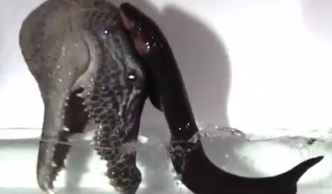 Ηλεκτροφόρο χέλι πηδά και επιτίθεται σε θεαματικό πείραμα