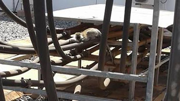 Απρόσεκτος πίθηκος προκάλεσε μπλακάουτ σε ολόκληρη την Κένυα