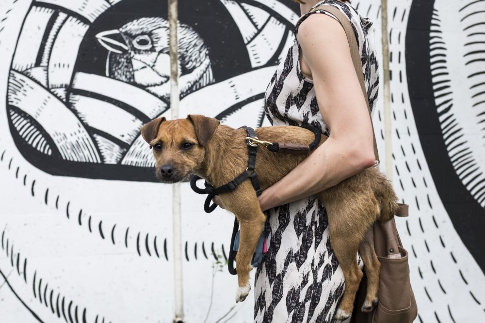 Σκύλος μόνος στο σπίτι: 5 κανόνες πειθαρχίας