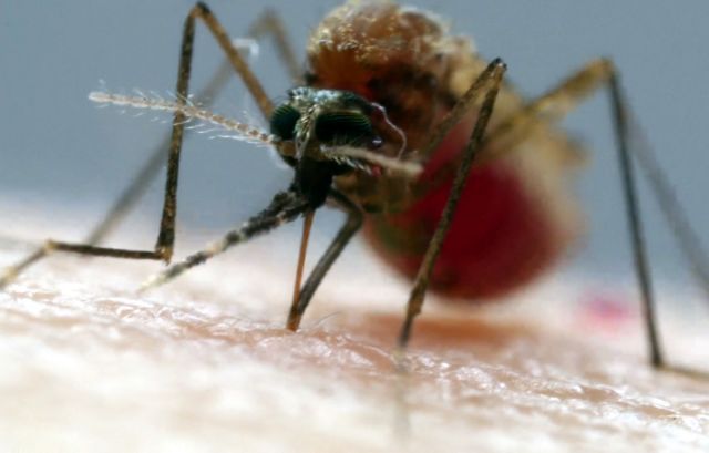 Οι έξι βελόνες που χρησιμοποιούν τα κουνούπια για να σας πιουν το αίμα