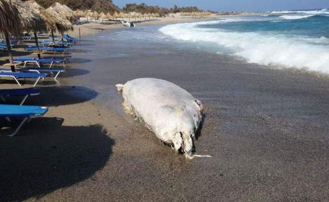 Φάλαινα ξεβράστηκε νεκρή στο νησί Χρυσή της Ιεράπετρας