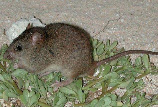 Το πρώτο θηλαστικό που εξαφανίζεται λόγω της κλιματικής αλλαγής