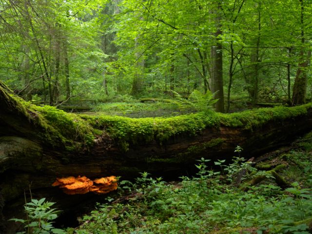 Παρέμβαση της Κομισιόν για το αρχέγονο δάσος της Πολωνίας
